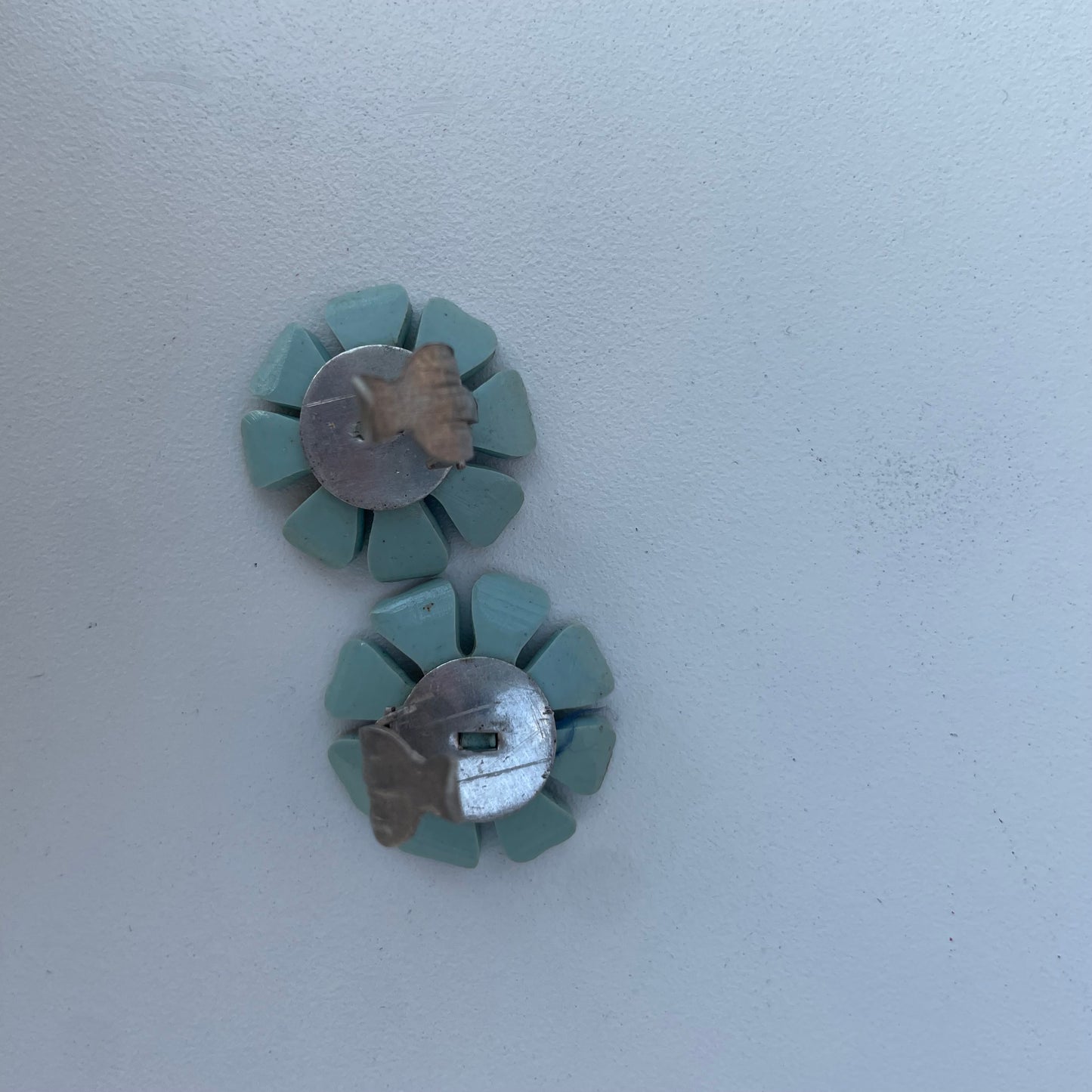 Margherite azzurre