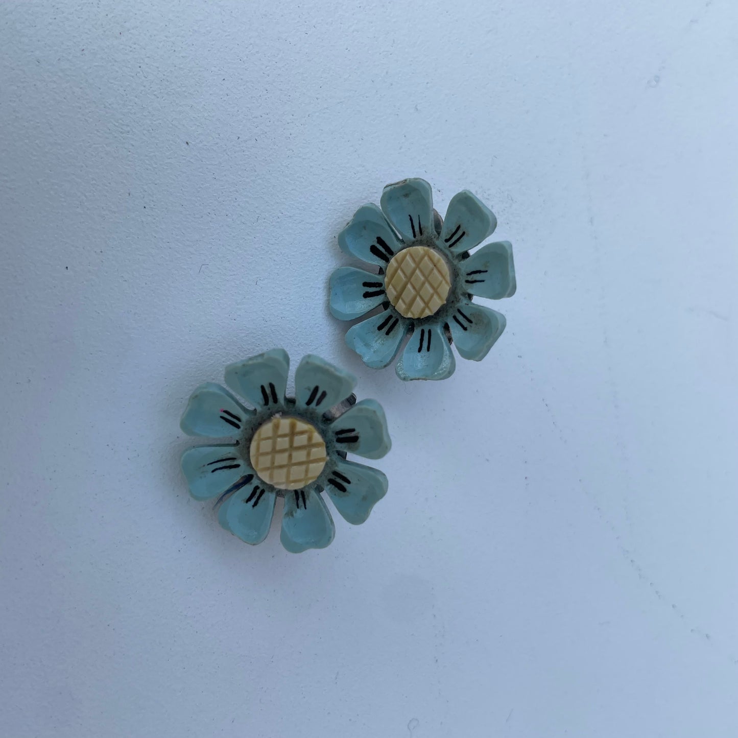 Margherite azzurre