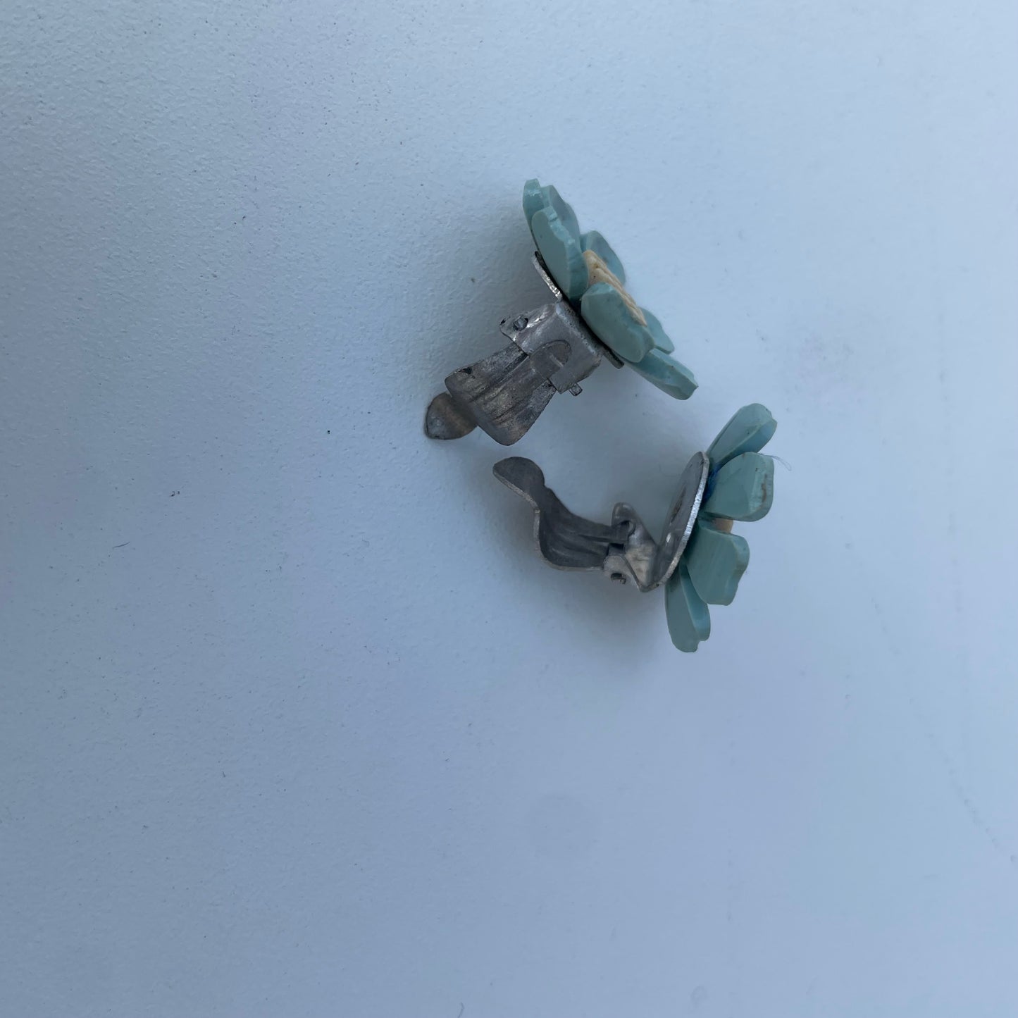 Margherite azzurre